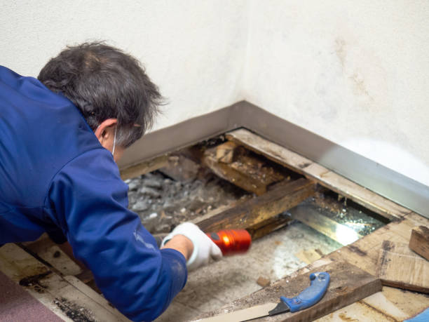 Best Office Mold Removal Services  in Vado, NM