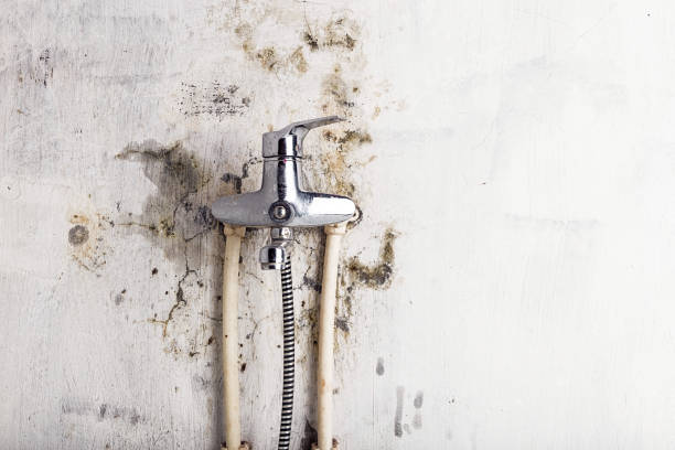 Best Professional Mold Removal  in Vado, NM