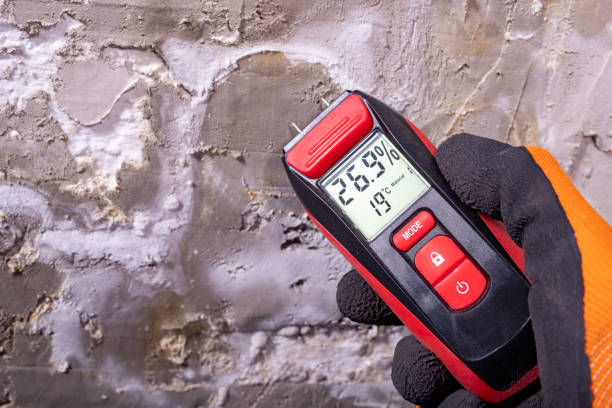 Best Emergency Mold Removal  in Vado, NM