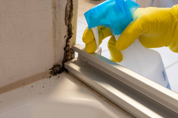 Best Attic Mold Removal  in Vado, NM